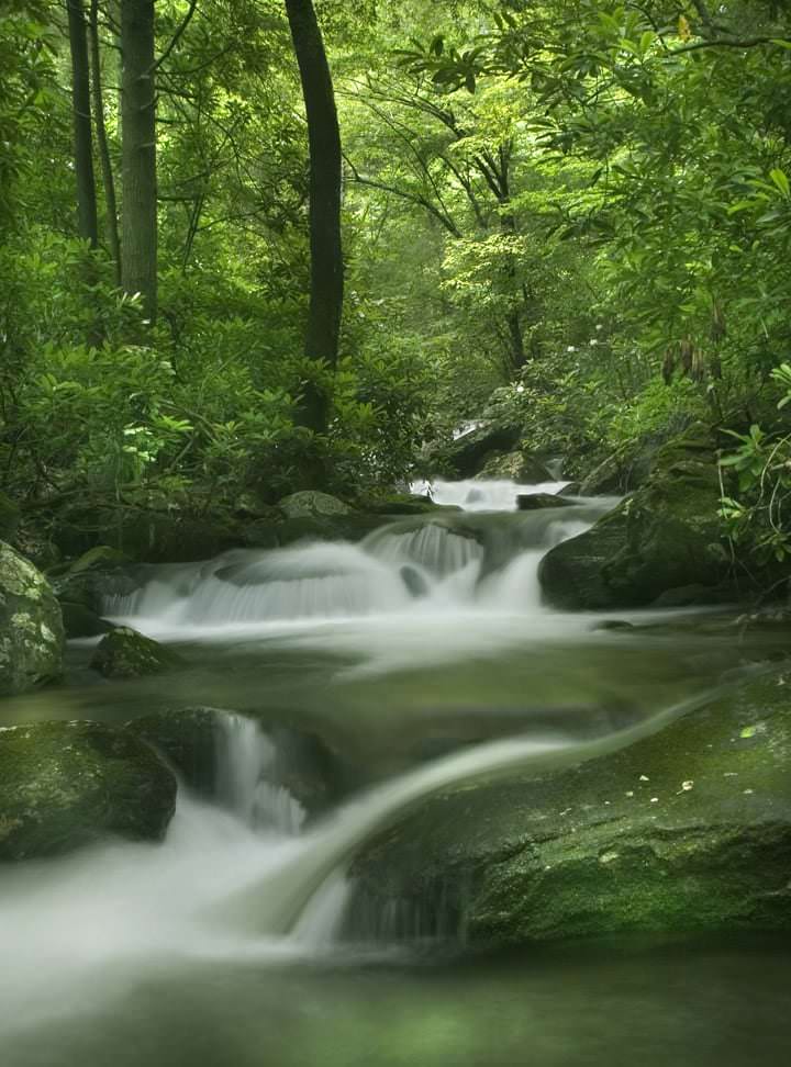 Bettys Creek Forest