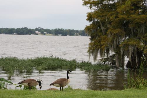 Lake Blackshear Georgia
