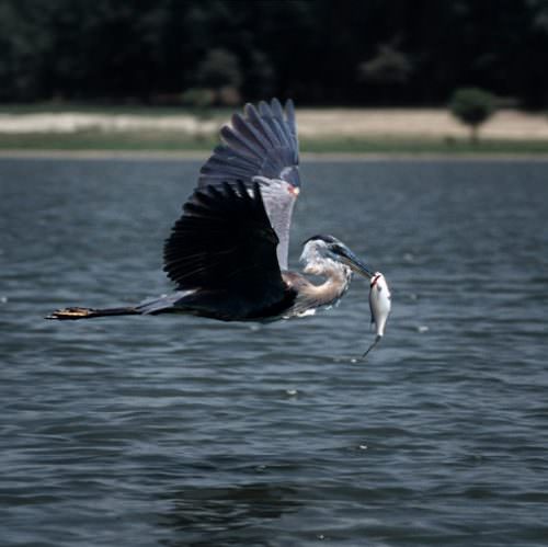 Walter F Georgia Lake Georgia