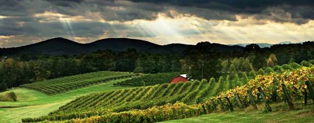 Rabun county vineyard and crops